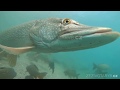 Freshwater fish Northern pike (Esox lucius) swimming with carps.  Underwater world.