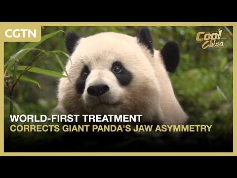 World-first treatment corrects giant panda's jaw asymmetry