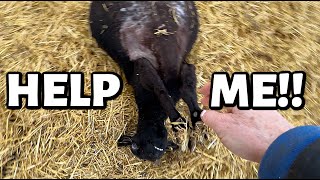 I'm in too deep...   TWO cast ewes, TWO thick pens, TOO many ewes and NOT ENOUGH rams?!  Vlog 772