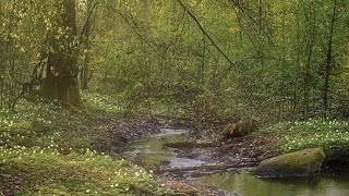 موسيقـٰى بيانُو هادئَـة بدون حقوق الطبع والنشر #snaptub screenshot 5