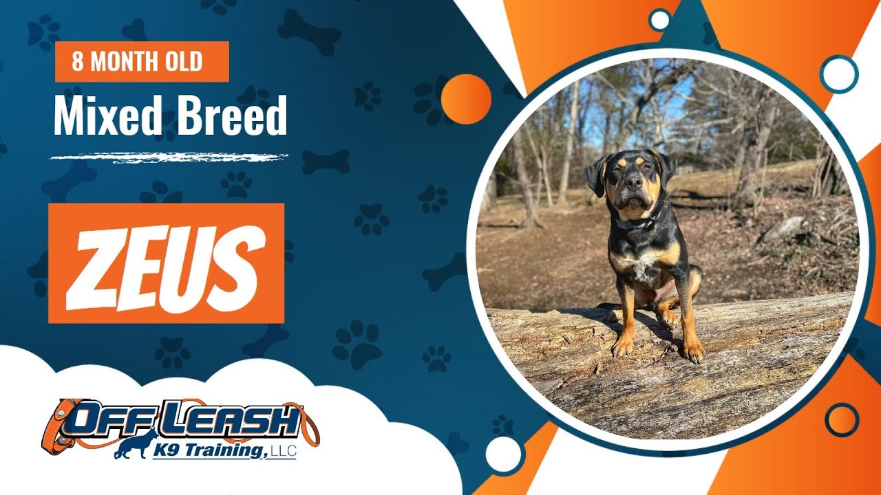 Mixed Breed Dog Training Christiansburg VA Dog Training Zeus YouTube