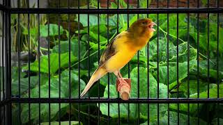Impossible If Your Canary Does Not Immediately Sing‼️ Belgian Canary Singing🐦