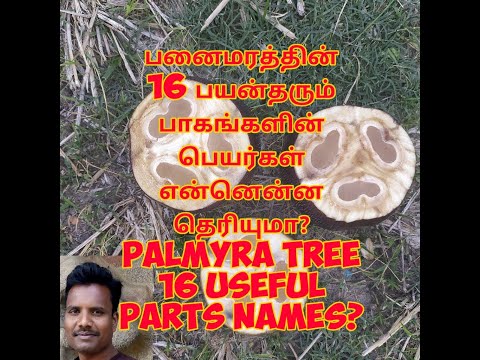 பனைமரத்தின் 16 பயன்தரும் பாகங்களின் பெயர்கள் என்னென்ன தெரியுமா