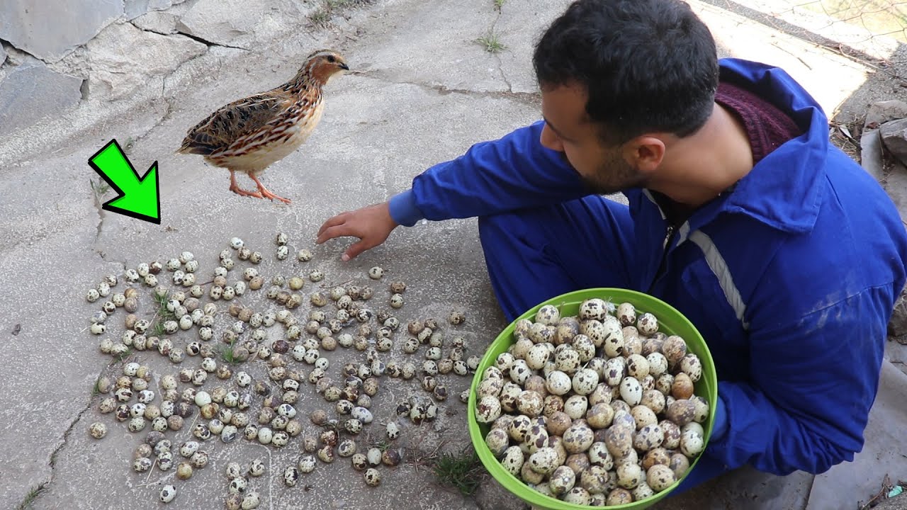10 Gün Bıldırcın Yumurtaları Toplamadım /Yarısını Fareler Taşımış