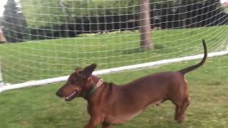 Weiner Goalkeeper! by DITB PRODUCTIONS 2,786 views 2 years ago 1 minute, 46 seconds