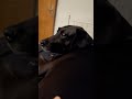 Ripley se apodera de toda la cama como es habitual.
