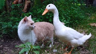 I followed cat and duck on a date in a cassava garden. Cute animals videos🦢🐈 by Cat kucing 1,062 views 4 days ago 5 minutes, 8 seconds