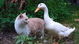 I followed cat and duck on a date in a cassava garden. Cute animals videos