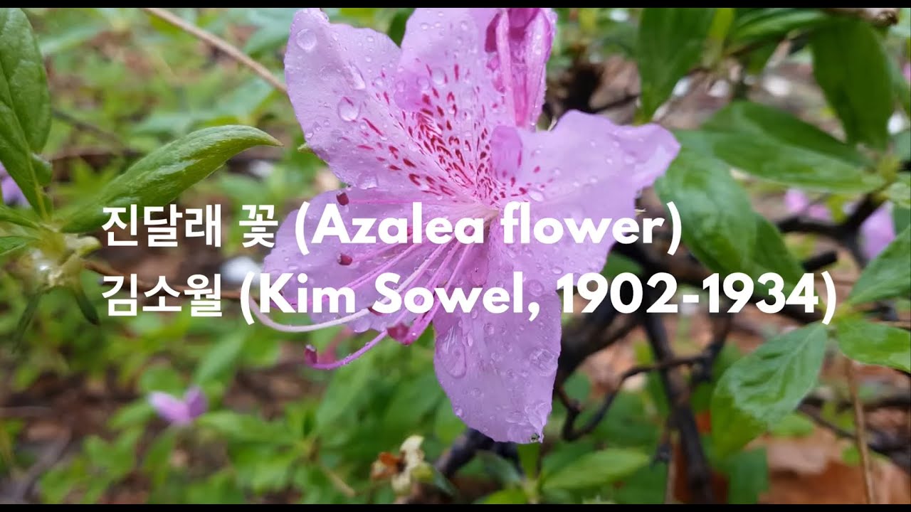Korean Poems 1: Jindallae flower (poem by Kim, Sowel)