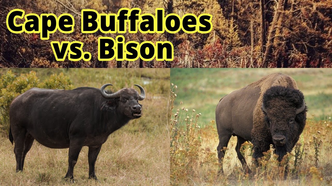 Cape Buffaloes vs. Bison How to Distinguish Them??? YouTube