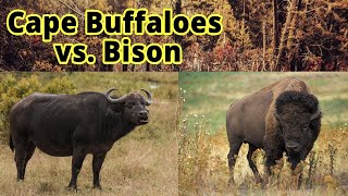 Cape Buffaloes vs. Bison: How to Distinguish Them