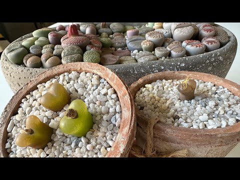 Литопсы/ Lithops. Очень редкий Конофитум Маугани/ Conophytum Maughanii. 07.11.2023.