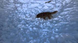 Colorado Avalanche Rescue
