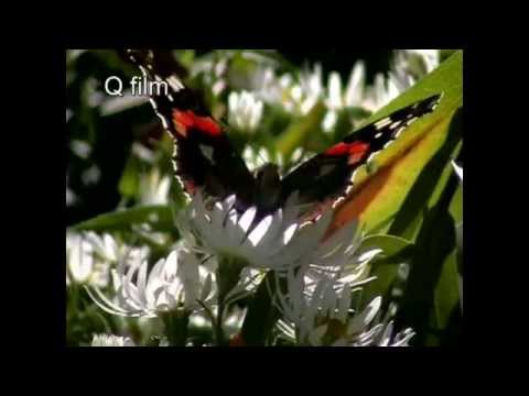 Videó: Repülő pangolinok – leírás, fajok, történelem és érdekességek