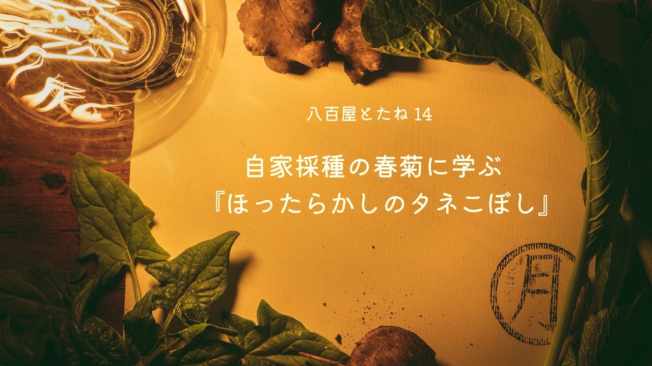 【八百屋とたね 14】自家採種の春菊に学ぶ『ほったらかしのタネこぼし』
