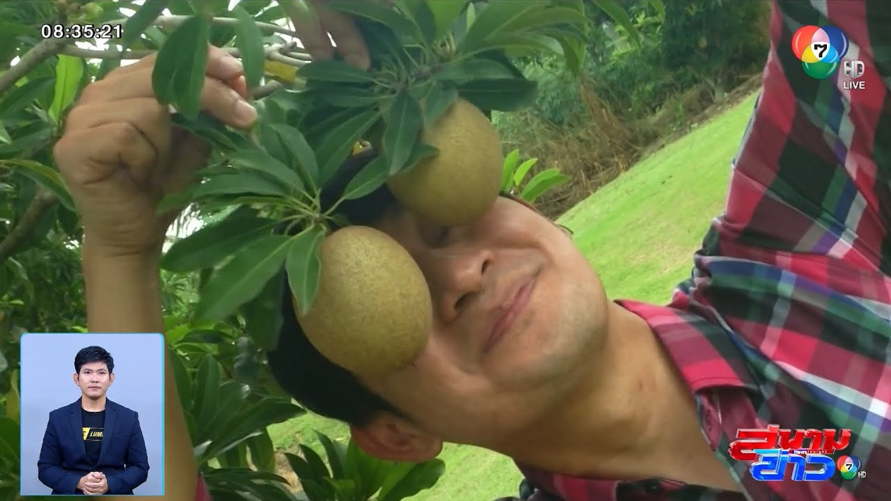 สวนละมุดยักษ์ เมืองพัทยา เกษตรกรยุคใหม่ทำเงินหลังเกษียณ | ตะลุยต่อยอด