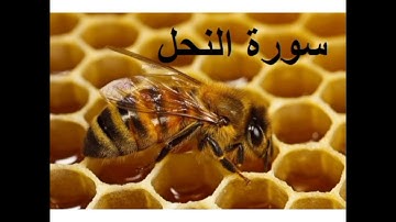 فضل سورة النحل...