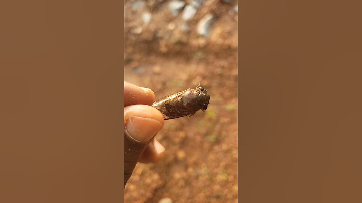 Cicada Noise is Driving Me CRAZY *NOT Clickbait*