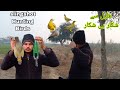 Green pigeon hunting with slingshot
