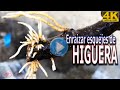 Enraizar esquejes de Higuera