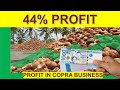 Basic Ideas  in Coconut Tree & Your Profit in Copra Business for 100 Coconut Trees in One Hectare