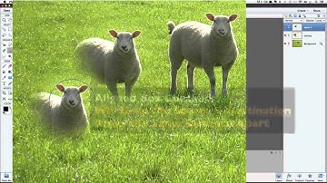 How To Use Photoshop Elements to Clone