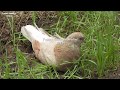 Жизнь в голубятне в реальном времени - Голубиная сага - Funny Animals