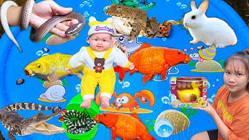 Thỏ Vlog Bắt Cá Mập, Tìm Kiếm Con Thỏ Dưới Ao Bèo, Con Rùa, Cá Sấu Tập 7