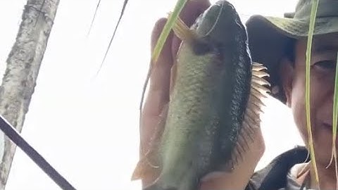 Câu cá rô đồng gò Công tiền Giang || Đổ Ngọc Hồ