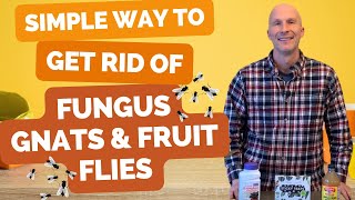 BEST Way to Get Rid of Fungus Gnats and Fruit Flies (Easy way to get rid of both)