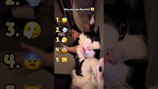 5 funny cat moments 😹