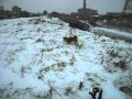 shibainu hachigoro 柴犬 ハチゴロー 逃げ疲れた