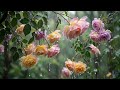 Soft Rain in My Rose Garden 🌧️ Gentle Rain Sounds for Deep Sleep & Focus