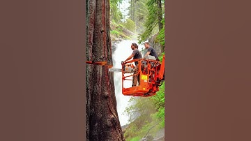 Big Tree Cutting at Height—Wild Chainsaw Action! #chainsaw#woodworking#treecutting