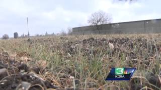 San Joaquin Co. farmers fear rain is too little, too late