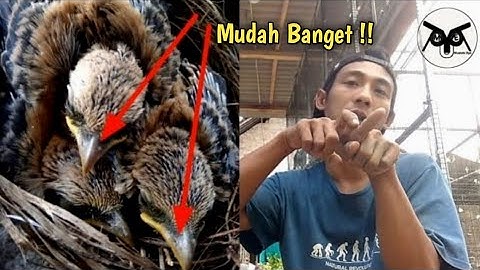 CARA BEDAKAN TROTOLAN CENDET JANTAN DAN BETINA Cuma Lihat Dari KepaLanya