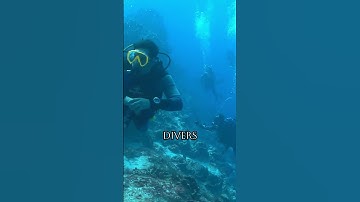 Drones Monitoring Amazing Coral Reefs #ai #drone #coralreef #wildlife