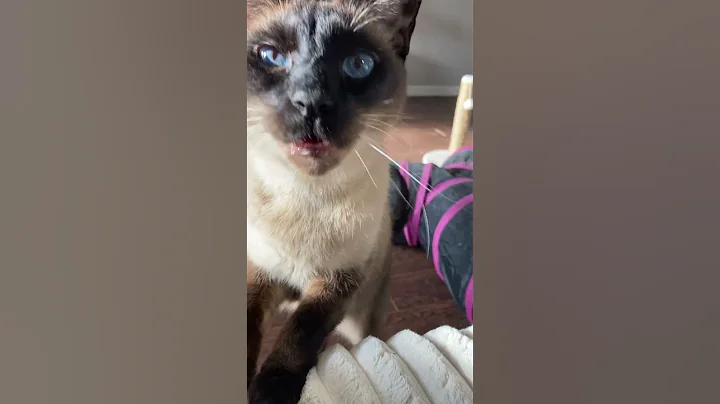 Watch the video about Cat Meow or Baby Crying? #siamesecat #siamese #cat #shorts