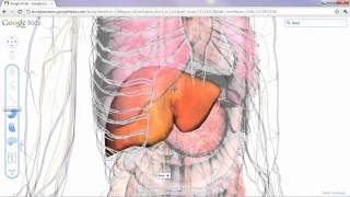 Google Body screenshot 3