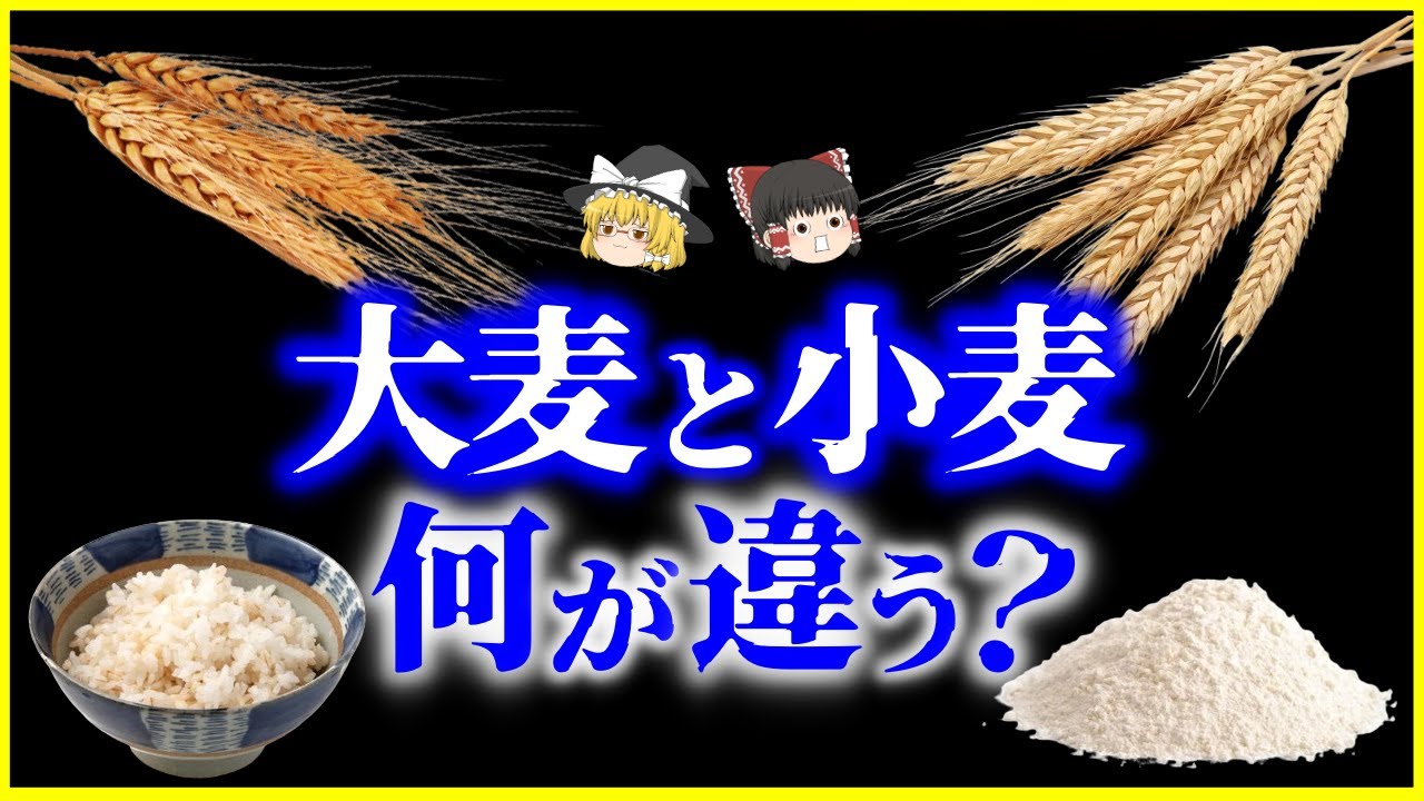 【ゆっくり解説】実は全く違う植物…!?「大麦と小麦」、何が違う？を解説/大麦はなぜ主食になれなかった？麦という言葉の曖昧さと人類と進化の歴史