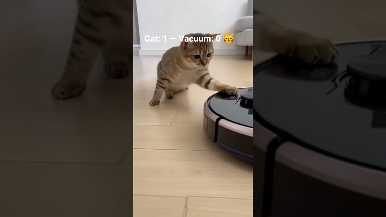 Cat’s Revenge on Vacuum