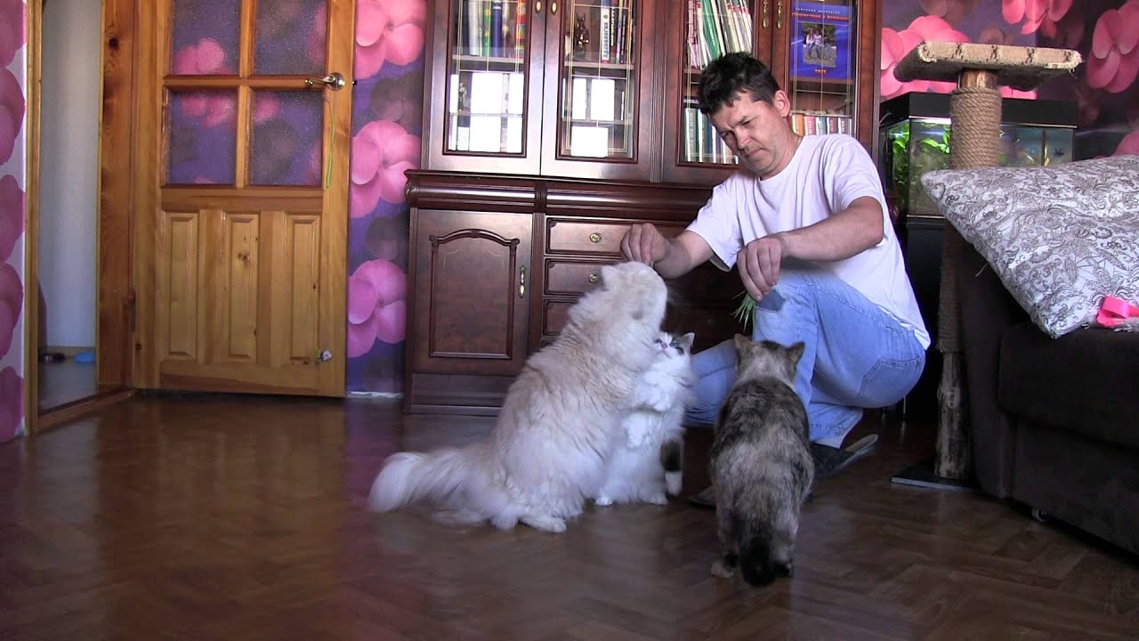 Весенняя травка для кошек - YouTube