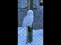 Полярные совы – удивительные птицы, способные поворачивать голову на 270 градусов