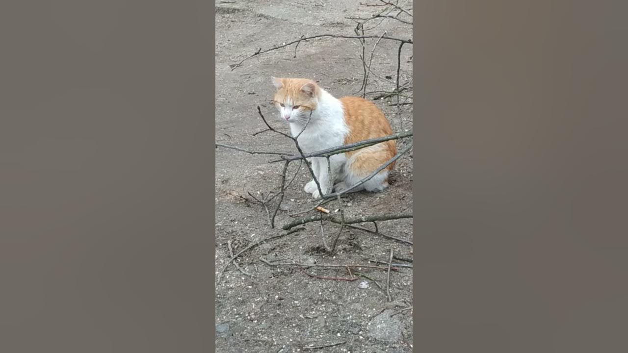 Красивий рижий котик | Кіт | Гарний котик | Beautiful red cat | Cat ...