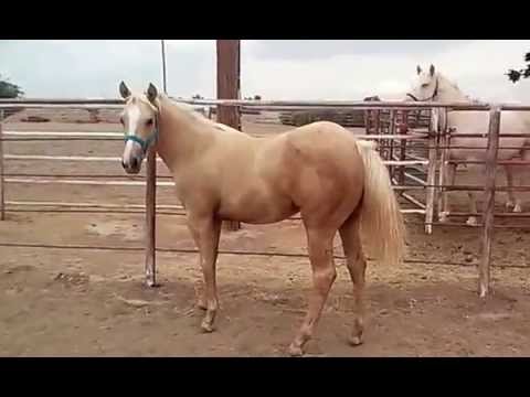 POTRILLOS 2014 CUARTO DE MILLA (AQHA) RETOZANDO EN LOS PASTIZALES ... POTRILLOS 2014 CUARTO DE MILLA (AQHA) RETOZANDO EN LOS PASTIZALES ...