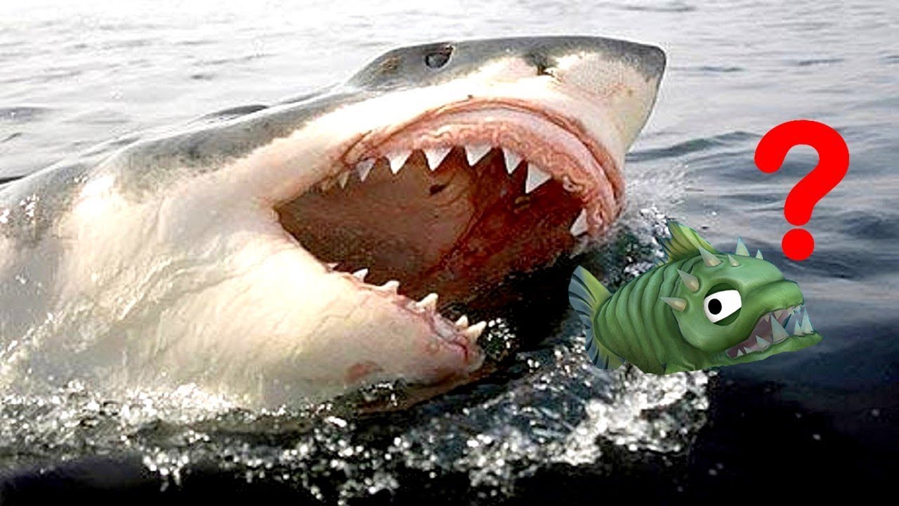 Youtube furious jumper feed and grow fish
