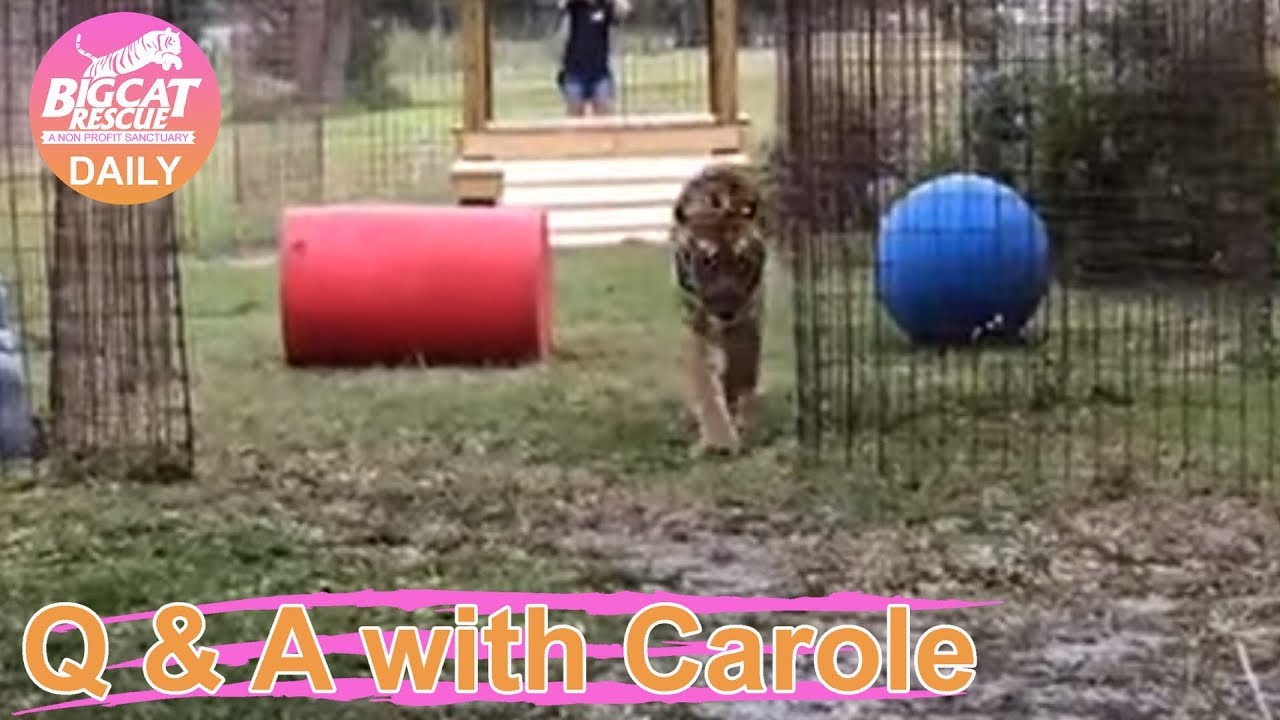 leopard print Q&A with Carole