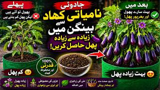 Magical Organic Fertilizer for Eggplant 🍆 | Get Maximum Fruiting in Pots (100% Results