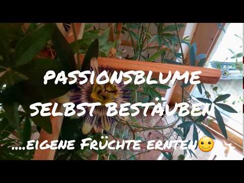 Video: Essbare Passiflora: Anbaumerkmale und Fotos