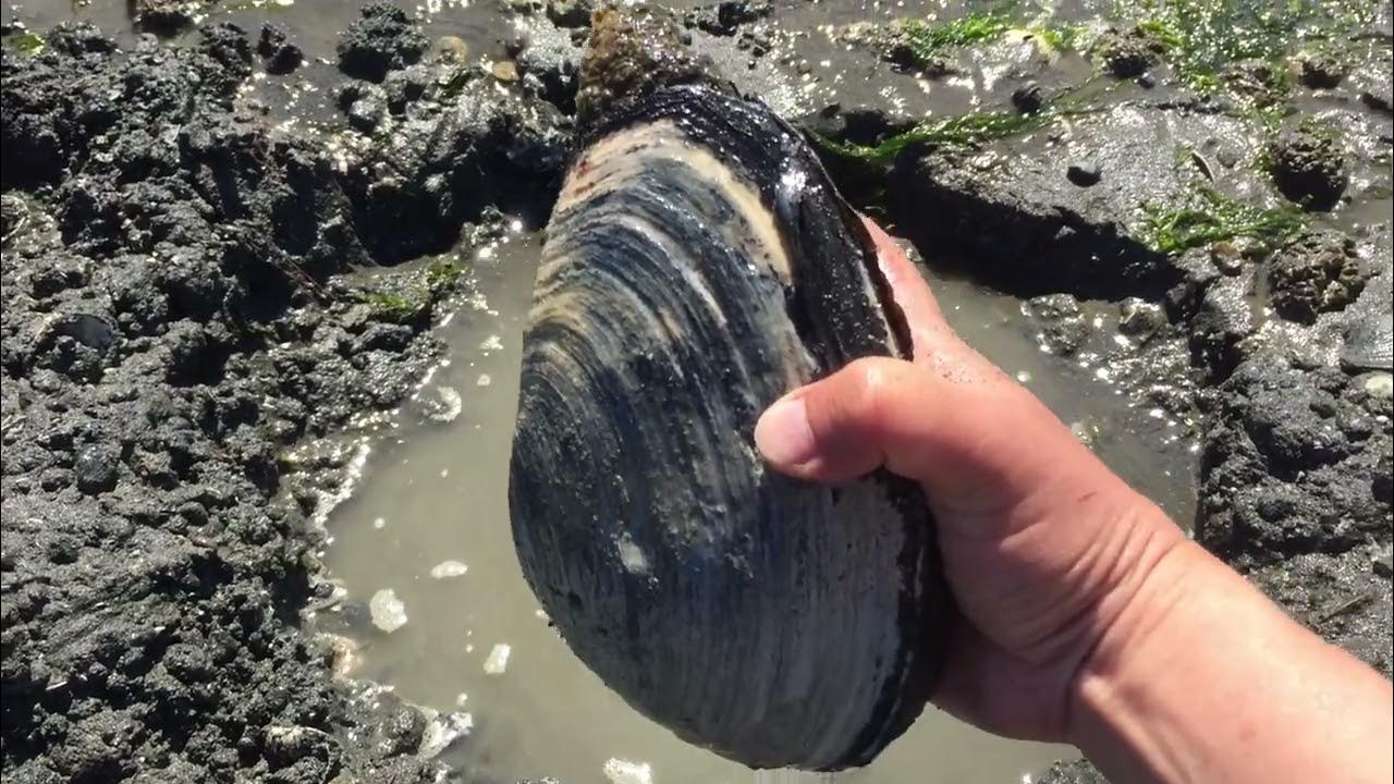 Horse clams ขุดหอยม้าที่เมกา YouTube